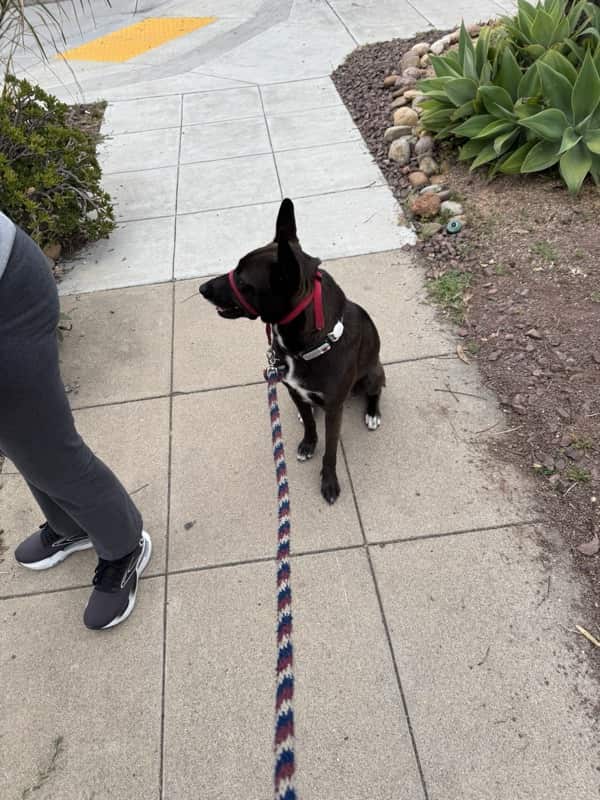 A picture of a black dog named Bowie sitting, taken on May 12 2025 at 6:53 am